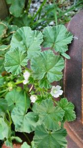 Lire la suite à propos de l’article Mauvaises herbes communes : conseils pour lutter contre les mauvaises herbes mauves dans les paysages