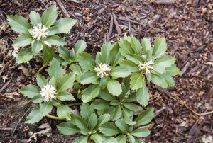 Lire la suite à propos de l’article Pachysandra Weeds: Conseils pour éliminer le couvre-sol Pachysandra