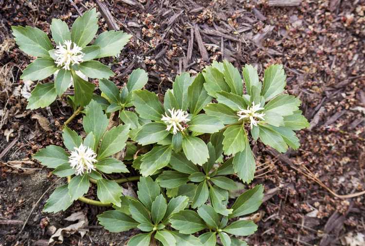 You are currently viewing Pachysandra Weeds: Conseils pour éliminer le couvre-sol Pachysandra