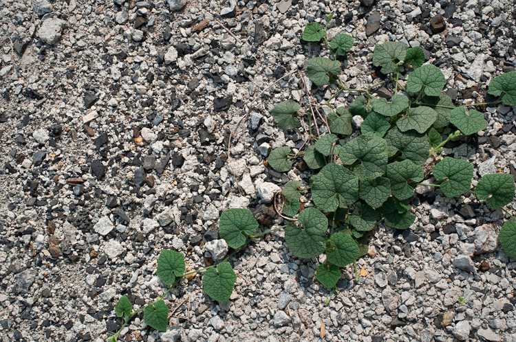 You are currently viewing Contrôler les plantes de gravier : conseils pour prévenir les mauvaises herbes dans les zones de gravier