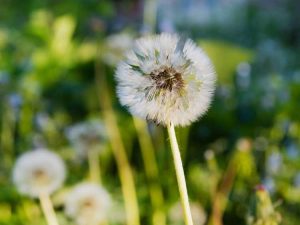 Lire la suite à propos de l’article Comment prévenir les mauvaises herbes dans la nouvelle herbe