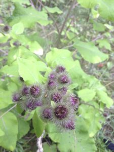 Lire la suite à propos de l’article Gestion de la bardane : conseils pour contrôler les mauvaises herbes communes de la bardane