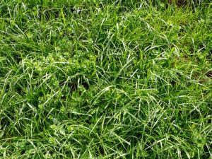 Lire la suite à propos de l’article Gestion de la fétuque élevée – Comment contrôler les mauvaises herbes de la fétuque élevée