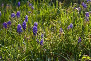 Lire la suite à propos de l’article Contrôle de la jacinthe de raisin : comment se débarrasser des mauvaises herbes de la jacinthe de raisin