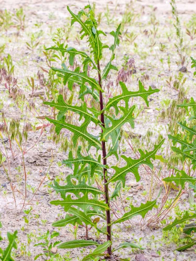 You are currently viewing Mauvaises herbes de la laitue sauvage : conseils pour contrôler la laitue épineuse