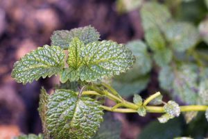 Lire la suite à propos de l’article Contrôle de la mélisse : conseils pour se débarrasser des mauvaises herbes de la mélisse