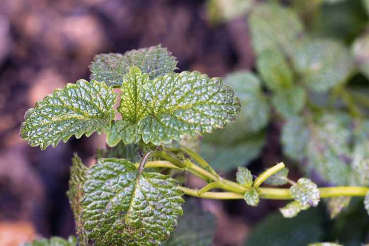 You are currently viewing Contrôle de la mélisse : conseils pour se débarrasser des mauvaises herbes de la mélisse