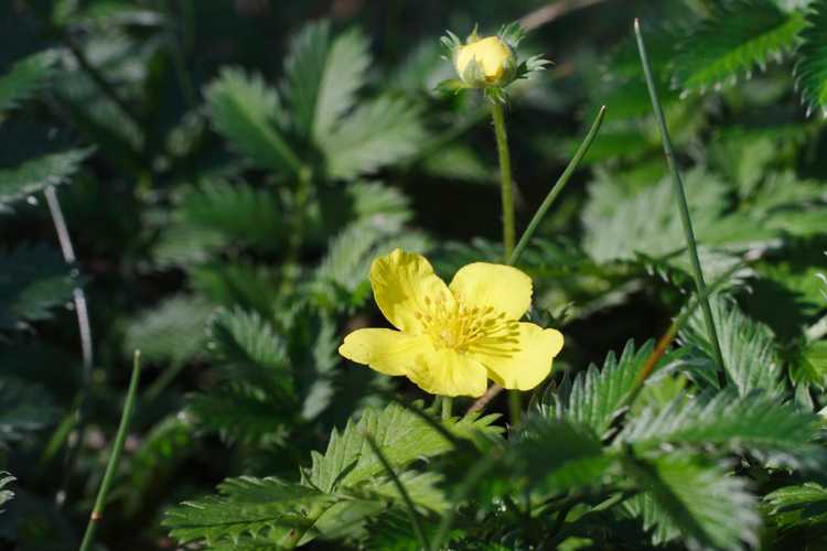 Lire la suite à propos de l’article Contrôle des mauvaises herbes de la potentille : conseils pour lutter contre les mauvaises herbes de la potentille