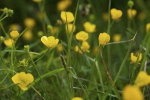 Lire la suite à propos de l’article Contrôle des renoncules : comment tuer les mauvaises herbes indésirables dans votre jardin