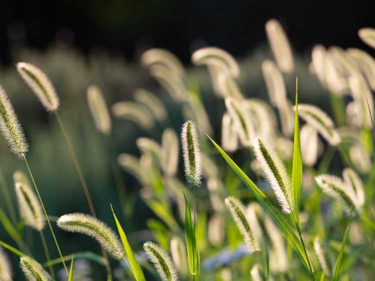 Lire la suite à propos de l’article Contrôler les mauvaises herbes de la sétaire – Comment se débarrasser de l'herbe de la sétaire dans les pelouses