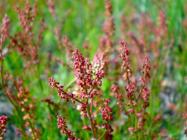 You are currently viewing Contrôle des mauvaises herbes de l'oseille : Comment contrôler les mauvaises herbes de l'oseille jaune et rouge