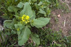 Lire la suite à propos de l’article Mauvaises herbes de la moutarde sauvage – Conseils pour lutter contre la moutarde sauvage dans les jardins