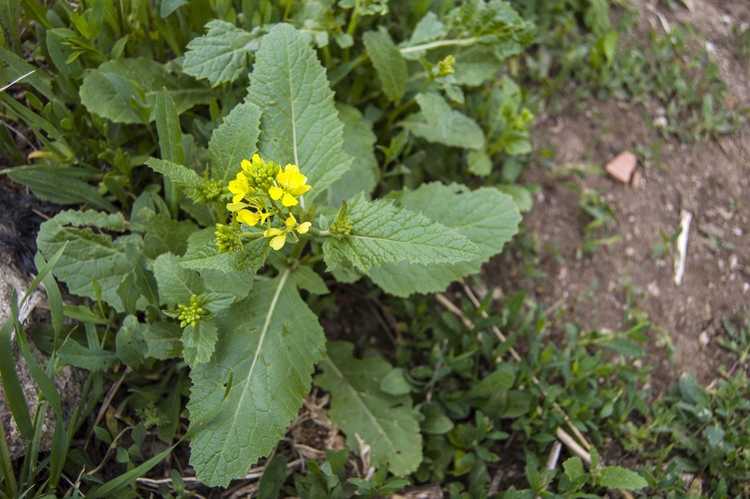 You are currently viewing Mauvaises herbes de la moutarde sauvage – Conseils pour lutter contre la moutarde sauvage dans les jardins