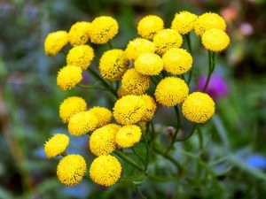 Lire la suite à propos de l’article Tanaisie commune : conseils pour contrôler les mauvaises herbes de la tanaisie