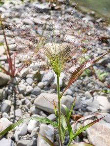 Lire la suite à propos de l’article Contrôle des mauvaises herbes du Witchgrass – Comment se débarrasser du Witchgrass