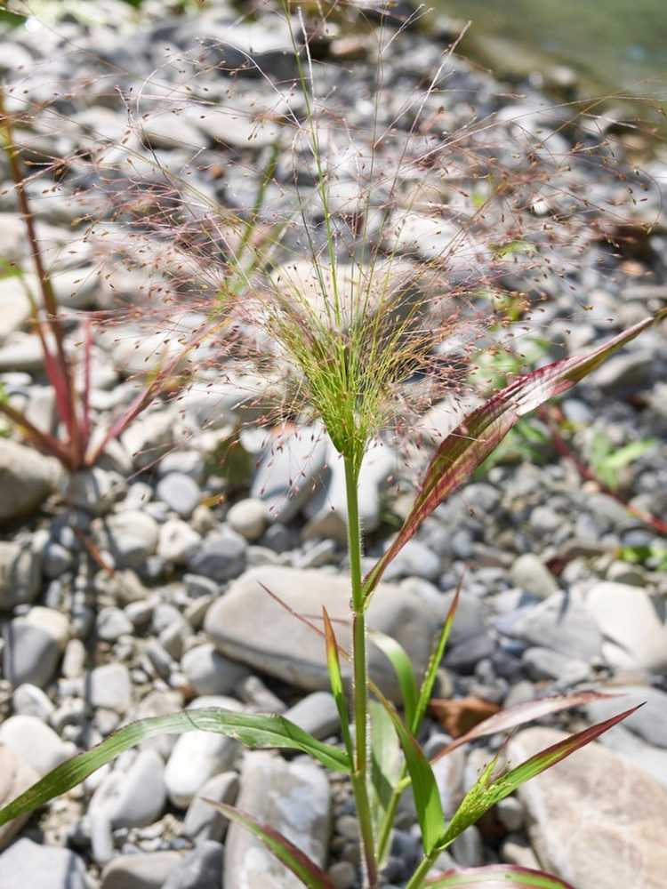 You are currently viewing Contrôle des mauvaises herbes du Witchgrass – Comment se débarrasser du Witchgrass