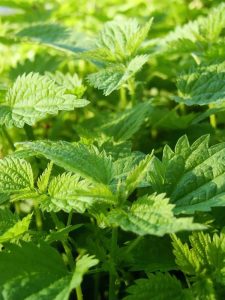 Lire la suite à propos de l’article Contrôler l'ortie piquante : se débarrasser des mauvaises herbes de l'ortie piquante