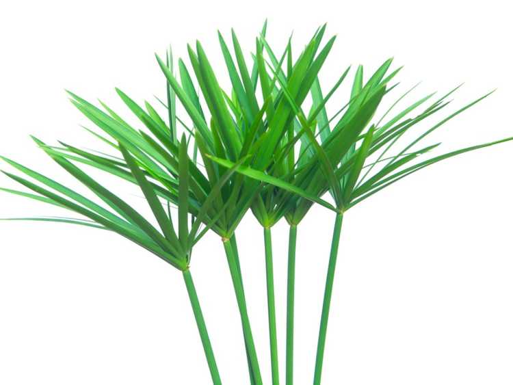 Lire la suite à propos de l’article Carex plat en parapluie : à propos du carex en parapluie et des conseils pour lutter contre les mauvaises herbes du carex
