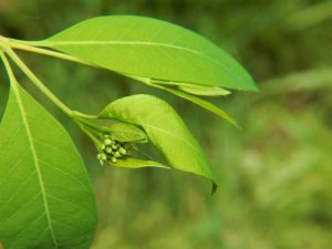 Lire la suite à propos de l’article Qu'est-ce que le chanvre Dogbane : comment se débarrasser des mauvaises herbes Dogbane