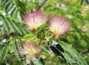 Lire la suite à propos de l’article Faits sur le mimosa : apprenez à vous débarrasser des mauvaises herbes du mimosa