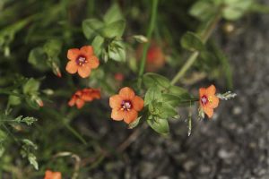 Lire la suite à propos de l’article Contrôle du mouron écarlate : conseils pour les mauvaises herbes du mouron écarlate