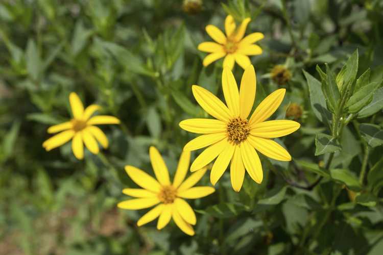 You are currently viewing Mauvaises herbes du topinambour : comment contrôler les topinambours