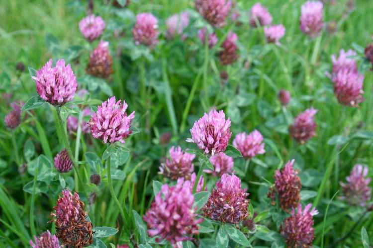 You are currently viewing Le trèfle rouge pousse dans les pelouses : conseils pour lutter contre les mauvaises herbes et plus encore