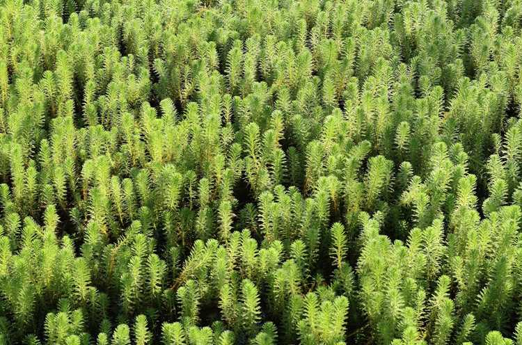 You are currently viewing Gestion des hydrilles : conseils pour contrôler les mauvaises herbes des hydrilles