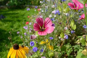 Lire la suite à propos de l’article Protéger les plantes indigènes des mauvaises herbes – Comment contrôler les mauvaises herbes indigènes du jardin