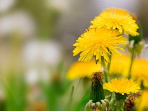 Lire la suite à propos de l’article Une mauvaise herbe n’est qu’une mauvaise herbe, ou est-ce – des mauvaises herbes qui sont des herbes