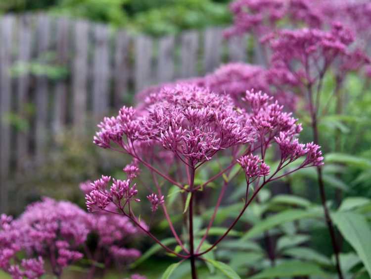 You are currently viewing Joe-Pye Weed Care – Cultiver des fleurs de Joe-Pye Weed et quand planter de la Joe-Pye Weed