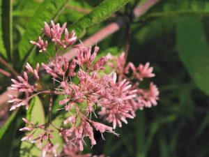 Lire la suite à propos de l’article Contrôler les mauvaises herbes Joe-Pye : comment éliminer les mauvaises herbes Joe-Pye