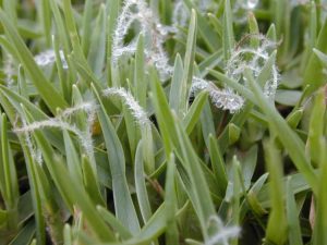 Lire la suite à propos de l’article Contrôle du Kikuyugrass – Comment se débarrasser des mauvaises herbes du Kikuyugrass