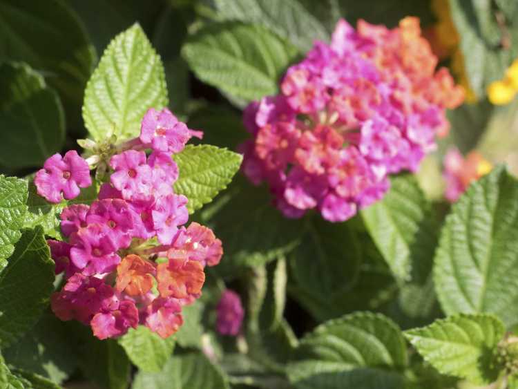 You are currently viewing Nourrir les plantes de Lantana – Quel est le meilleur engrais pour les Lantanas