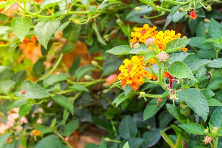 You are currently viewing Contrôler les mauvaises herbes du Lantana : arrêter la propagation du Lantana dans le jardin