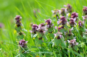 Lire la suite à propos de l’article Purple Deadnettle Control : se débarrasser des mauvaises herbes Deadnettle