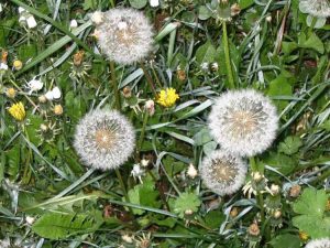 Lire la suite à propos de l’article Ce que les mauvaises herbes disent de votre paysage