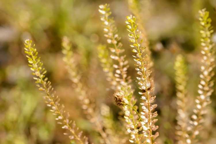 You are currently viewing Contrôle des plantes de pepperweed – Comment se débarrasser des mauvaises herbes de peppergrass