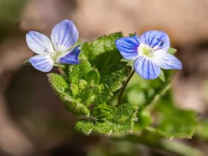 Lire la suite à propos de l’article Contrôle des véroniques : comment se débarrasser des mauvaises herbes de la pelouse Speedwell