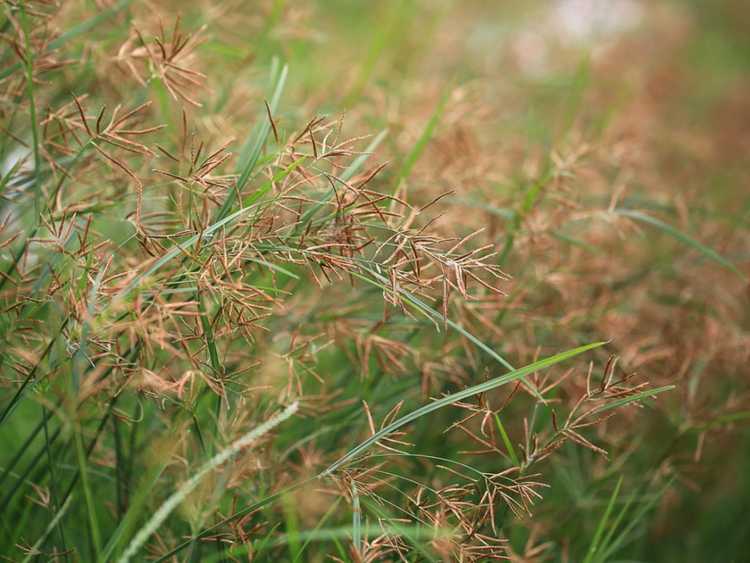 Lire la suite à propos de l’article Mauvaises herbes des pelouses de carex : comment contrôler les plantes de carex dans le paysage