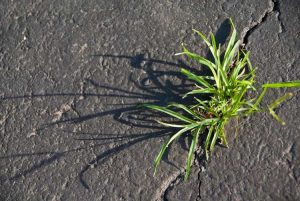 Lire la suite à propos de l’article Mauvaises herbes communes dans la chaussée : Traiter les mauvaises herbes poussant dans les fissures de la chaussée