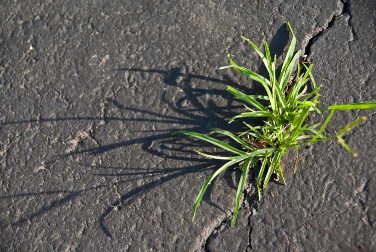 You are currently viewing Mauvaises herbes communes dans la chaussée : Traiter les mauvaises herbes poussant dans les fissures de la chaussée