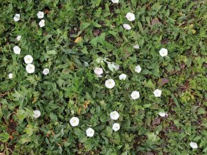 Lire la suite à propos de l’article Contrôle de Morning Glory : Comment tuer les mauvaises herbes de Morning Glory