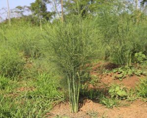 Lire la suite à propos de l’article Contrôle des mauvaises herbes des asperges : conseils pour utiliser le sel sur les mauvaises herbes des asperges