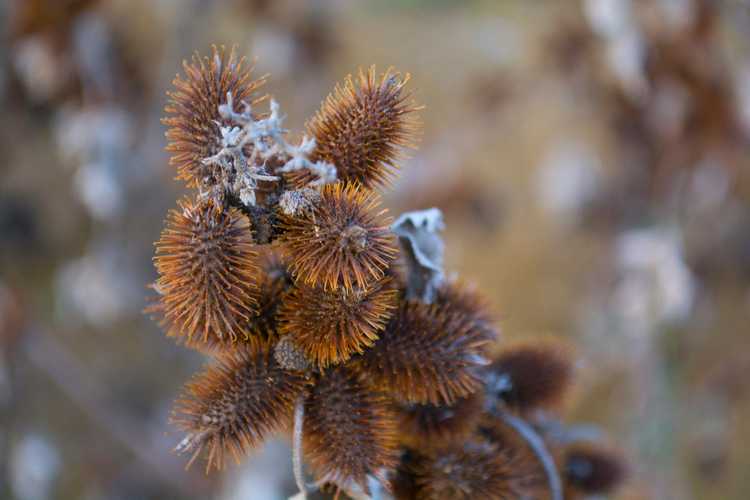 You are currently viewing Contrôle du cocklebur – Conseils pour se débarrasser des mauvaises herbes du cocklebur