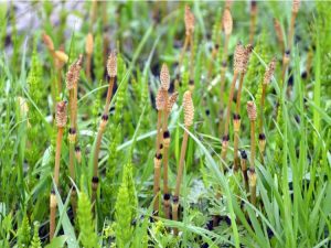 Lire la suite à propos de l’article Plantes de prêle : comment se débarrasser des mauvaises herbes de prêle