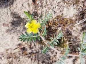 Lire la suite à propos de l’article Se débarrasser des mauvaises herbes piquantes