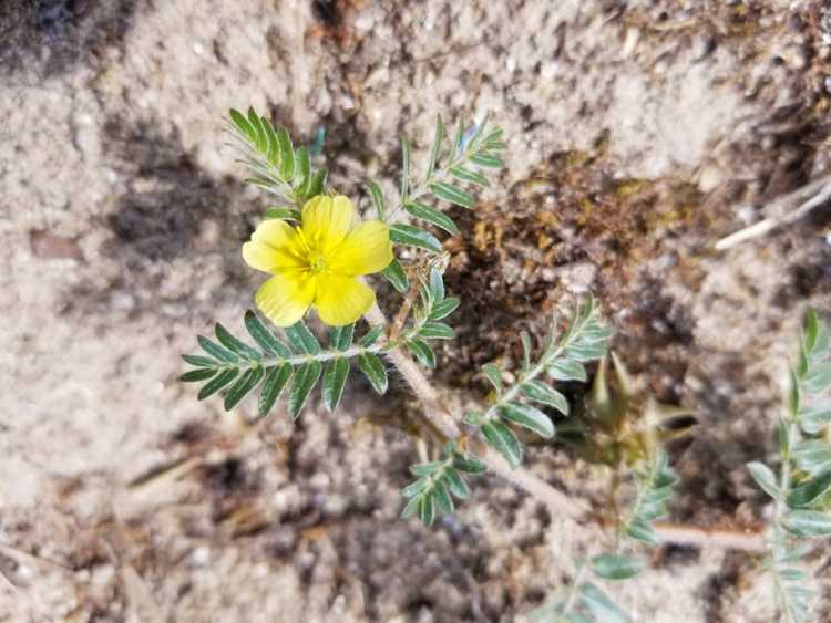 You are currently viewing Se débarrasser des mauvaises herbes piquantes