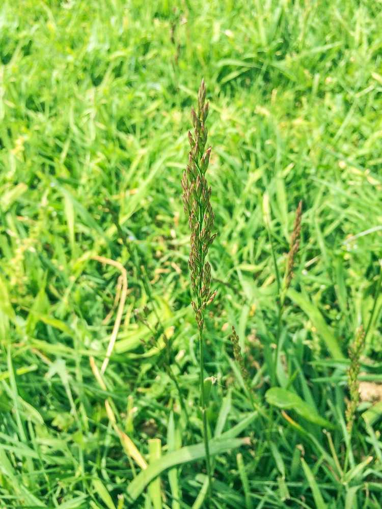 You are currently viewing Contrôle de l'agrostide rampante : Comment tuer les mauvaises herbes de l'agrostide rampante