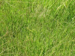Lire la suite à propos de l’article Qu'est-ce que la renouée : apprenez à tuer les mauvaises herbes renouées